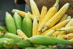 Maiskolben - Mais - Maiskolben eines Maiskolbenverkäufers auf der Hauptstraße in Mussoorie